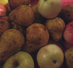 Отдается в дар «Груши и яблоки садовые из собственного сада»