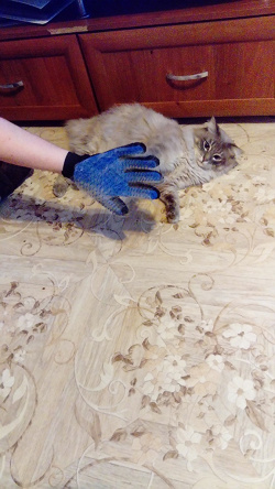 Отдается в дар «Перчатка — рукавичка для вычёсывания шерсти домашних животных.»