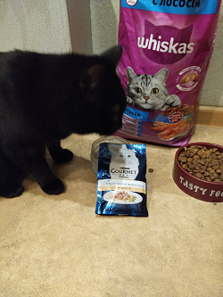 Отдается в дар «Корм для кошек Gourmet»