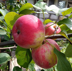 Отдается в дар «Яблоки с дачи»