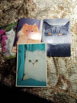 Отдается в дар «карманные календарики с кошками»