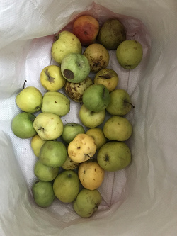 Отдается в дар «Ассорти яблоки и груши, 3 кг срочный дар»