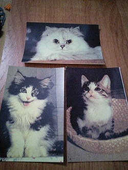 Отдается в дар «календарики с кошками 1996»