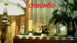 Отдается в дар «Сухой цветок.»