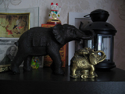 Отдается в дар «Слон индийский.»