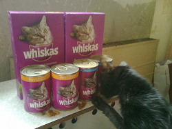 Отдается в дар «7 банок консервов Whiskas и 4 пачки сухого корма Whiskas»