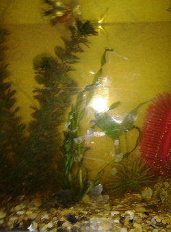 Отдается в дар «Отдам даром водоросли для аквариума «Крученолистная валиснерия»»