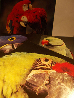 Отдается в дар «Орнитологические открытки»