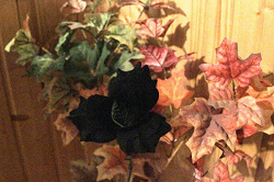 Отдается в дар «Готичная чёрная роза»