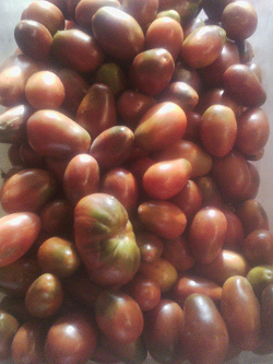 Отдается в дар «Овощное: 1. ведро помидоров 2. кабачки и патиссоны»