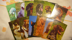 Отдается в дар «Наборы открыток с животными»
