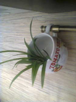 Отдается в дар «чашка «tomato soup»»