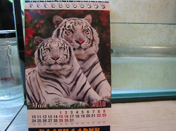 Отдается в дар «Календарик с тиграми — 2010»