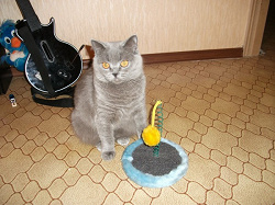 Отдается в дар «игрушка для кошек»