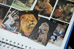 Отдается в дар «Календари Цирк — львы»