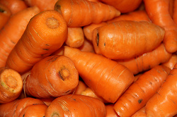 Отдается в дар «Морковь Baby»