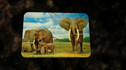 Отдается в дар «Слоны 2012 г.»