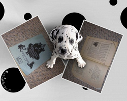 Отдается в дар «книга на старорусском»