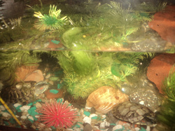 Отдается в дар «водоросли в аквариум»