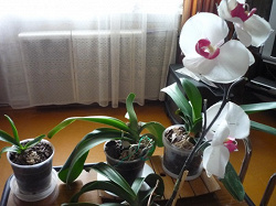 Отдается в дар «Орхидеи»