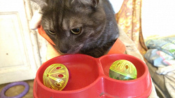 Отдается в дар «М'ячики пластикові для котика»