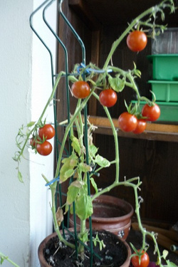Отдается в дар «Семена помидоров»