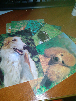 Отдается в дар «Цветные фото-открытки с животными»