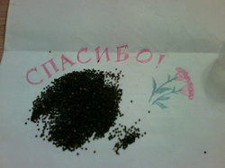 Отдается в дар «Семена Целозии гребенчатой»