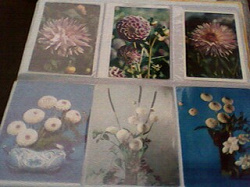 Отдается в дар «открытки цветы разные»