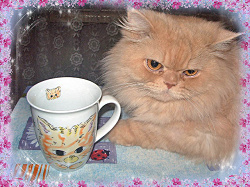 Отдается в дар «Чашка с котиком.»