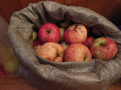 Отдается в дар «Еще мешок яблок»