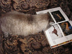 Отдается в дар «Книга «Большие кошки» большого размера с иллюстрациями.»