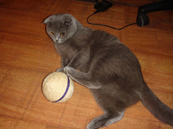 Отдается в дар «мячик для котенка»