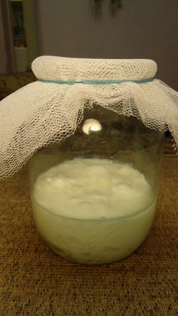 Отдается в дар «Молочный гриб для вкусного кефирчика и полезного»