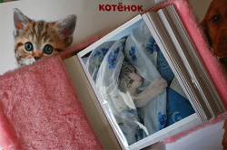 Отдается в дар «Фотоальбом меховая свинка)»