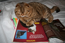 Отдается в дар «журналы про кошек Catfancy»