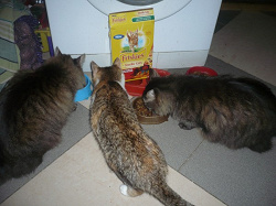 Отдается в дар «friskies для кастрированных и стерилизованных котов и кошек»