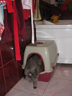 Отдается в дар «домик-туалет кошачий красивыййй!!!»