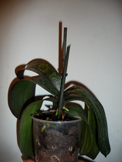 Отдается в дар «орхидея фаленопсис»
