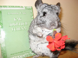 Отдается в дар «Книга»