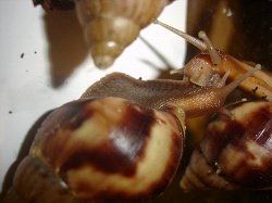 Отдается в дар «Улитки Achatina fulica»