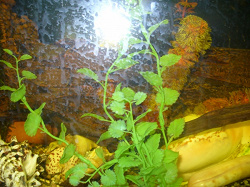 Отдается в дар «Искусственные водоросли для аквариума»