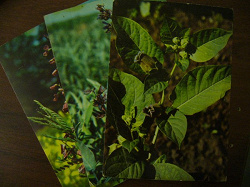 Отдается в дар «Открытки с растениями и их описанием.»