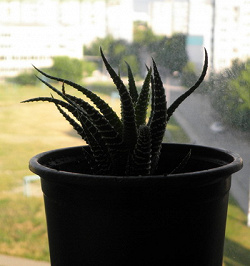 Отдается в дар «Хавортия полосатая Haworthia fasciata (алоэ остистое)»