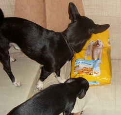Отдается в дар «корм для собак 2 кг «Педигри»»