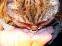 Отдается в дар «Подкормка «Denta-Snaps» для чистки зубов для кошек»