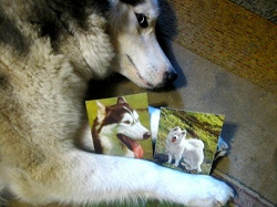 Отдается в дар «собачьи открытки»
