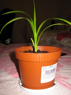 Отдается в дар «Панданус. Pandanus»