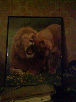 Отдается в дар «Постер лев и львица»