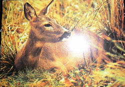 Отдается в дар «открытки с животными 80-х гг»